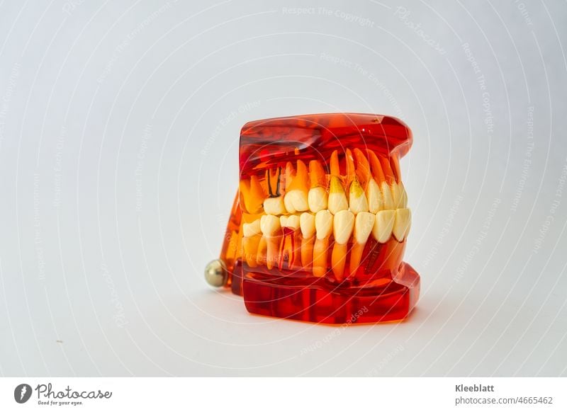 Könnte beißen - Dental Zähne Herausnehmbar Zahnmodell Zahnprotesen Demonstration Zähne Modell für Studie Lehren - Orange orangefarben Anschauungsobjekt
