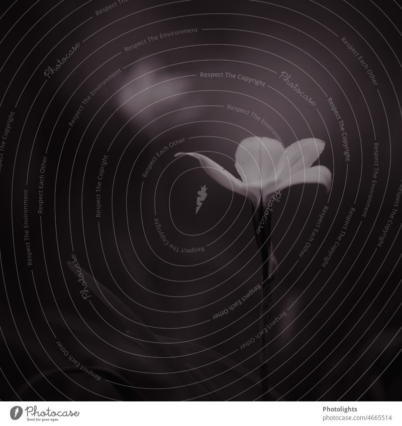 Zarte Blüte in schwarzweiß zart Trauer Blume Pflanze Außenaufnahme Nahaufnahme Menschenleer Unschärfe alleine einsam natürlich Schwache Tiefenschärfe traurig
