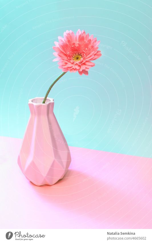 Eine rosa Gerbera-Blume in Vase auf Pastell zwei Ton rosa-türkis. Kreative minimale florale Konzept. kreativ hell sehr wenige Dekoration & Verzierung Geschenk