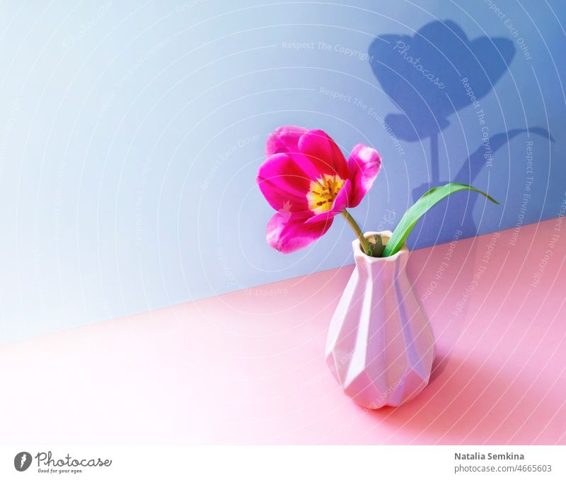 Rosa Tulpenblüte in kreativer Vase mit trendigem Schatten auf zweifarbigem rosa-violettem Hintergrund. Platz zum Kopieren. hell sehr wenige trendy Konzept