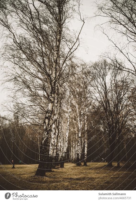 herbstliches Birkenwäldchen Birkenwald Bäume düster traurig trist kahl Herbstzeit natur Botanik finster unheimlich bedrückend gespenstig bedrohlich gespenstisch