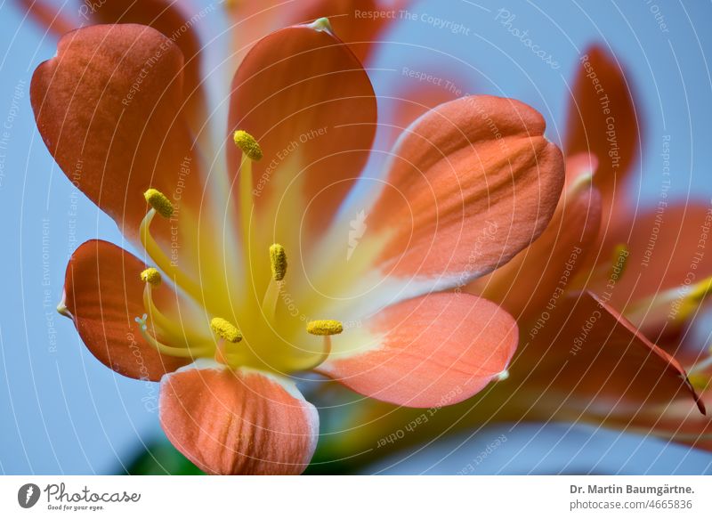 Riemenblatt oder Klivie, Blüten,  aus Südafrika Clivia Pflanze blühen Zierpflanze ausdauernd langlebig Amaryllidaceae Amaryllisgewächse