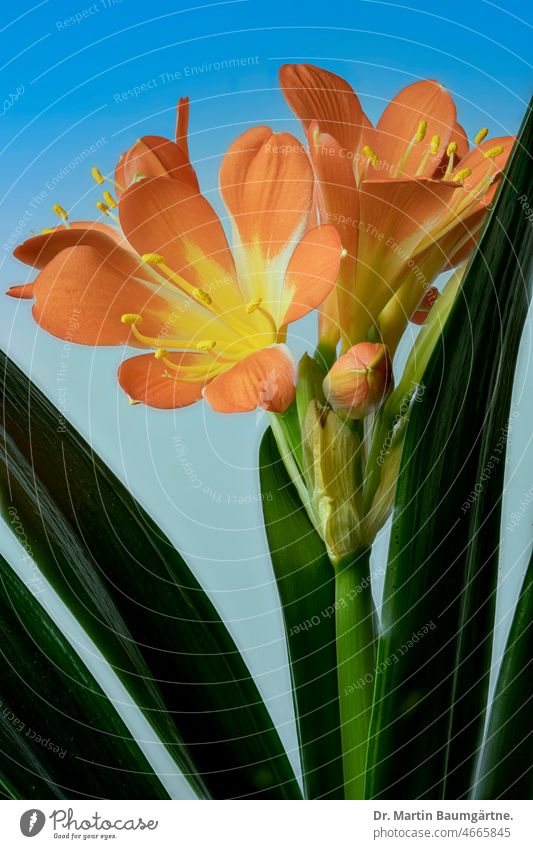 Blühendes Riemenblatt oder Klivie aus Südafrika; sie gehört zu den Amaryllisgewächsen Clivia Pflanze Blüte Blüten blühen Zierpflanze ausdauernd langlebig