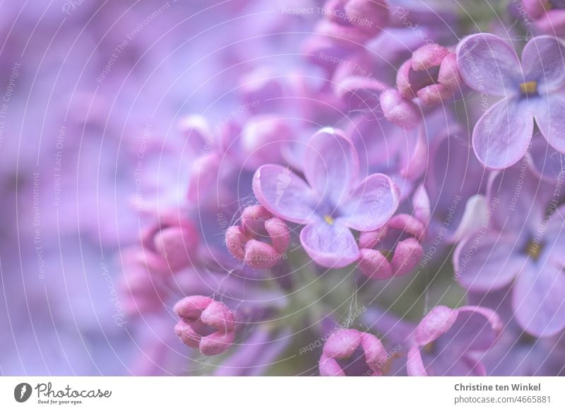 888* /  duftende  violette Fliederblüten Blüten Frühling Mai Muttertag Fliederbusch Romantik Unschärfe Makroaufnahme Frühlingsblüte Natur Pflanze Fliedermakro