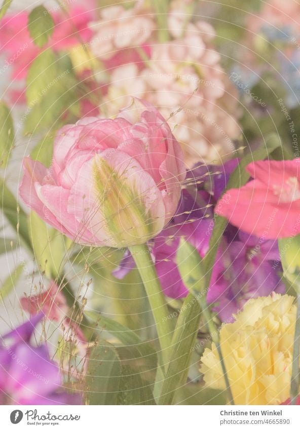 Romantik pur / zarte Blüten in Pastellfarben rosa gelb violett schön tulpe Nelken Frühling Blumenstrauß Geschenk Geburtstag Valentinstag Muttertag einfach so