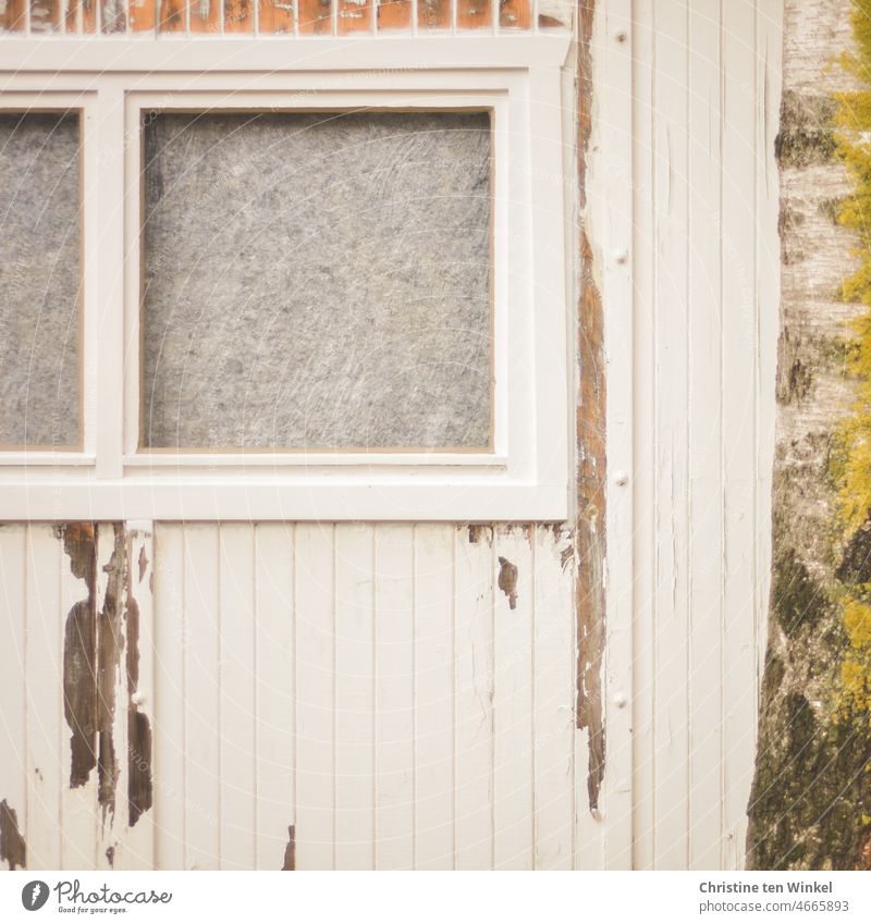 Abblätternde weiß gestrichene Holzfassade und verklebte Fenster. Rechts ein Baumstamm alt abblättern weiße farbe zugeklebt renovierungsbedürftig Verfall