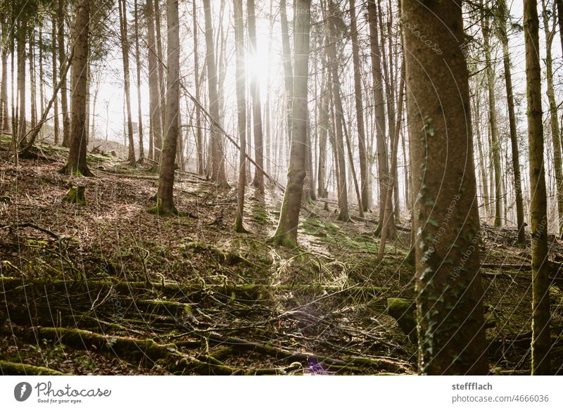 Sonne scheint durch einen Nadelwald am Hang Hochsitz Wald Natur Außenaufnahme Baum Landschaft Farbfoto Umwelt Nadelbaum Menschenleer Pflanze Tag Tanne Baumstamm