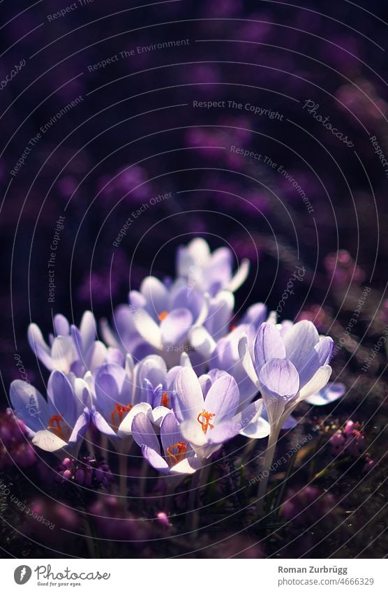 Frühlingsboten Krokus Elfen Damlmatiner Blumen Natur violett Frühlingsblumen Crocus tommasinianus Gegenlicht