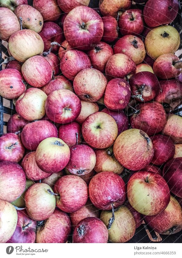Vollbild von Äpfeln Apfel Apfelernte Apfelbaum Frucht Gesundheit Herbst Ernährung saftig Bioprodukte Lebensmittel Ernte Farbfoto lecker Natur Baum Garten frisch