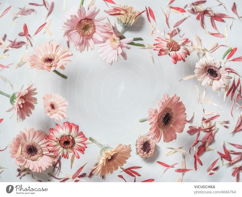 Floraler Rahmen mit fliegenden Blumen auf weißem Hintergrund. geblümt gemacht Gänseblümchen weißer Hintergrund schwebend Überstrahlung rosa Gerbera kreisen Form