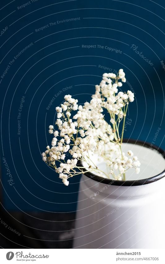 Weißes Schleierkraut in einer hellen Vase vor einer dunkelblauen Wand weiß blumen Blume Dekoration & Verzierung Pflanze Frühling Blüte Farbfoto Muttertag