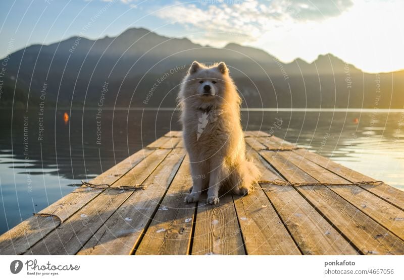 Samojedenhund auf dem See sitzend samojed Hund Wasser Tier Haustier Natur Landschaft Tag