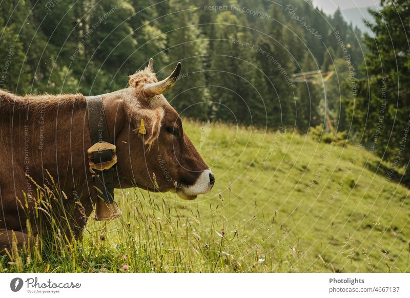 Seitenansicht einer im Gras liegenden Kuh mit Kuhglocke grün Berge Alpen Berge u. Gebirge Farbfoto Außenaufnahme Natur Wiese Landschaft Tier Sommer Nutztier Tag