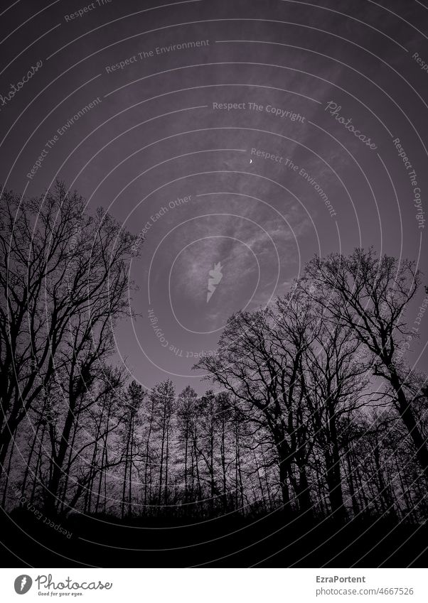 Nacht Wald Waldlichtung Baum Natur Landschaft Himmel Abend Wolken Kontrast dunkel Textfreiraum oben Mond