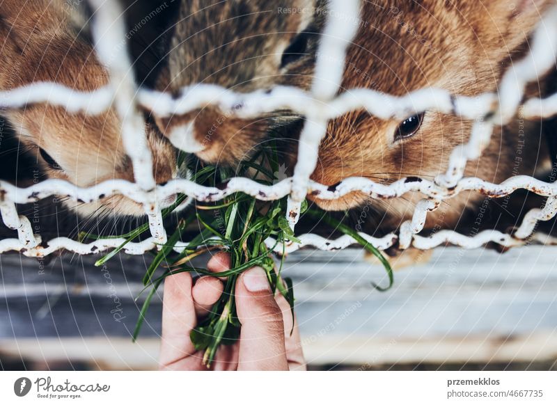 Kind füttert Kaninchen, die in einem Stall auf einem Bauernhof sitzen. Nahaufnahme eines Kindes, das beim Füttern von Kaninchen einen Grasbüschel in der Hand hält