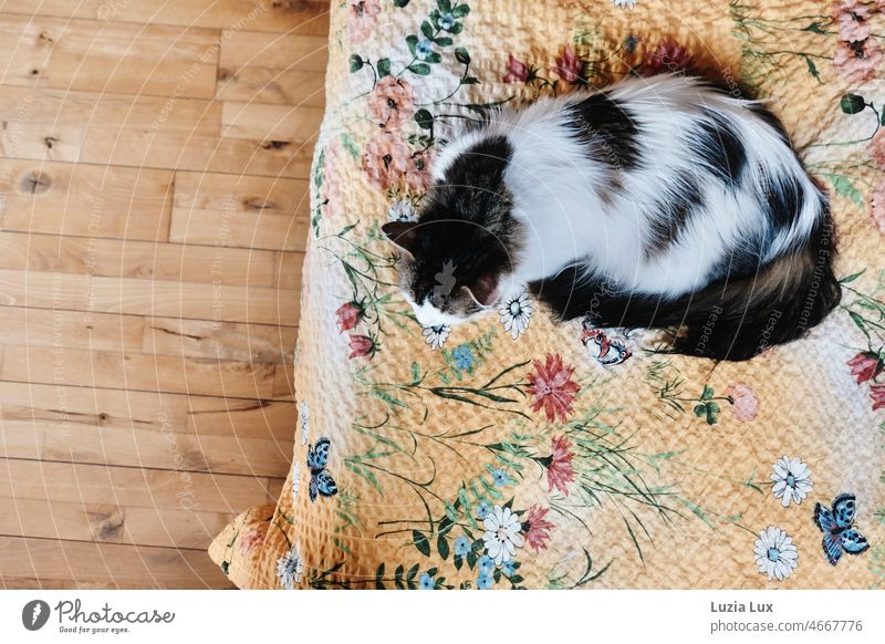 Langhaarige Katze schläft mit gespitzten Ohren auf farbenfroher Bettwäsche Kater langhaarig schlafen dösen Schlaf Katzenschlaf ohren gespitzt friedlich