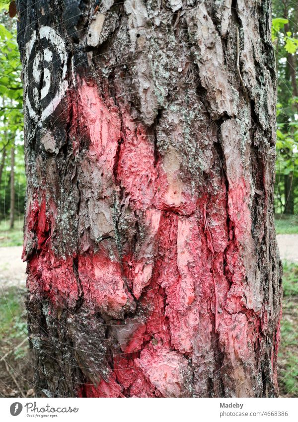 Rot markierter alter Baum mit grober Rinde und weißem Zeichen für Wanderer an einem Wanderweg in Lipperreihe in Oerlinghausen bei Bielefeld am Teutoburger Wald in Ostwestfalen-Lippe