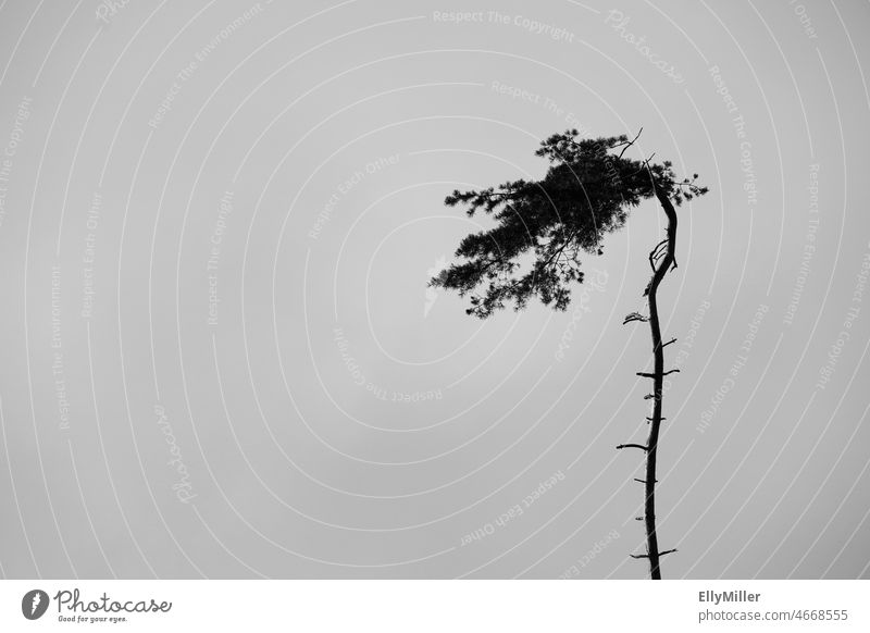 Einsame Kiefer. Einsamkeit einsam Baum standhaft trotzen Natur Schwarzweißfoto Pflanze Umwelt Wachstum diesig Umweltschutz Baumsterben Silhouette Baumstamm
