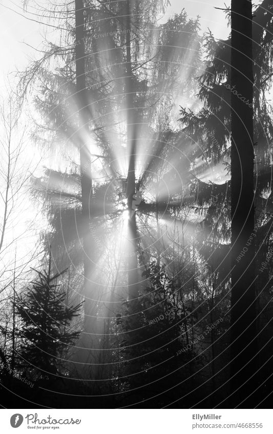 Lichtblicke im düsteren Wald Sonnenstrahlen Natur Sonnenlicht Menschenleer Gegenlicht Landschaft Lichteinfall dunkel Schwarzweißfoto Kontrast Schatten