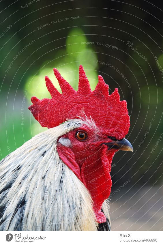 Sieht rot Tier Nutztier Vogel 1 Blick Hahn Hahnenkamm Haushuhn Freilandhaltung Tierhaltung Landwirtschaft Geflügelfarm Stolz Farbfoto mehrfarbig Außenaufnahme