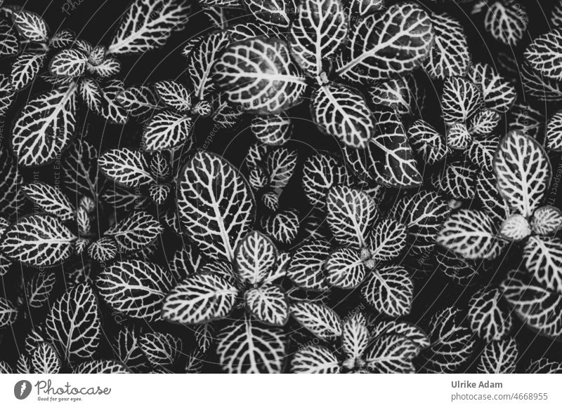 Blätter - Toller natürlicher Hintergrund in schwarzweiß Struktur Schwarz Weiß Pflanze Blatt botanisch Botanik Flora Muster Fittonien Fittonia Silbernetzblatt