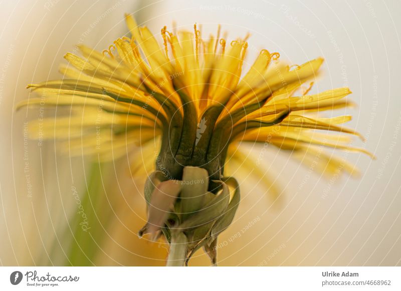 Gelbe Blüte des Löwenzahn weich Wiese Wellness gesund Gesundheit Naturheilkunde filigran zart Blütenblätter Makro Detailaufnahme Umwelt natürlich Menschenleer