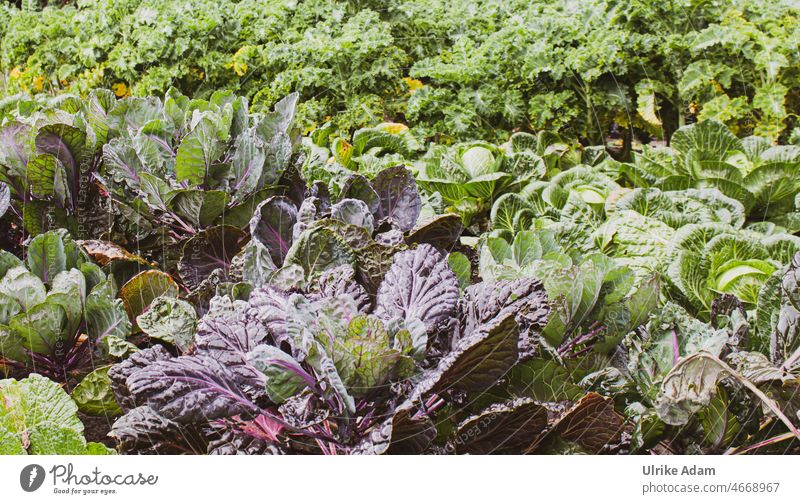 Kohl im Feld - Grünkohl, Weißkohl Garten Gemüse Gesund Gesunde Ernährung Bio Vegetarische Ernährung Lebensmittel grün selbstversorger Gemüseanbau frisch