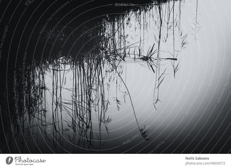 Spiegelung von trockenem, verdorrtem Schilf im ruhigen Flusswasser abstrakt Kunst Hintergrund schwarz Ruhe Farbe dunkel Dekoration & Verzierung dekorativ Design