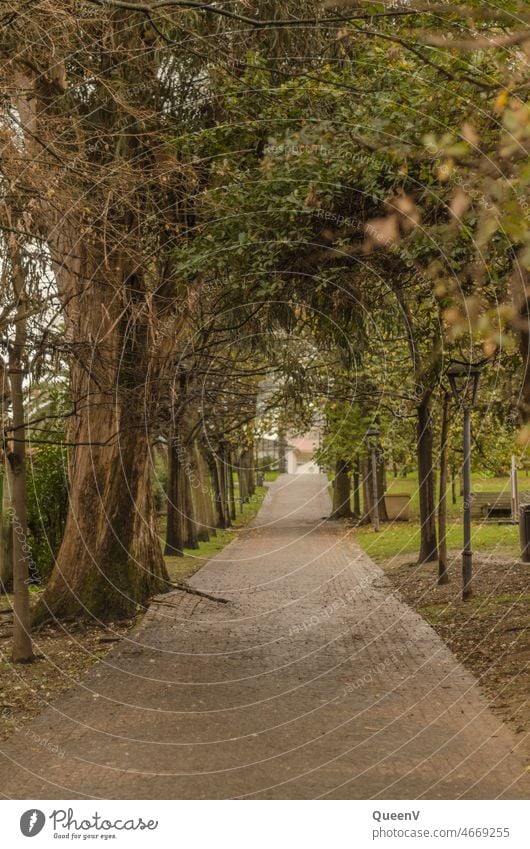 Weg mit Bäumen Baum Park Stadtpark laufen Natur Spaziergang Grünanlage Grünfläche Wartung Wege & Pfade Ziel Umwelt ruhig Erholung wandern Einsamkeit