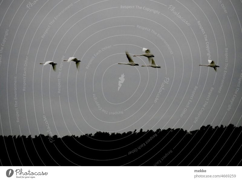 Sechs Schwäne im Landeanflug Schwan Umweltschutz Wind Himmel Klimawandel umweltfreundlich nachhaltig Windkraft Energie sparen Schwarm fliegen Luft Vögel