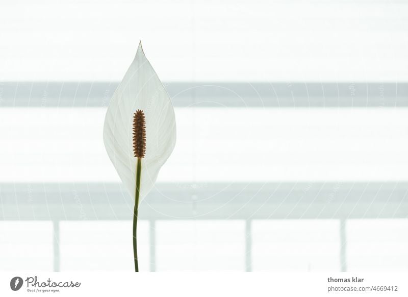 Einblatt Blühte mit weißen Hintergrund einblatt blühte Nahaufnahme Frühling natürlich Detailaufnahme botanisch Blütenblätter Botanik Makro geblümt Blätter Natur