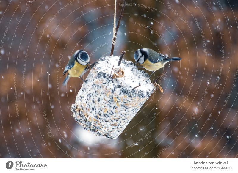 Tierliebe | Gefiederte Gäste beim Frühstück an einem riesigen selbstgemachten Meisenknödel Blaumeisen blue tits Vögel Wildvögel Gartenvögel Winterfütterung
