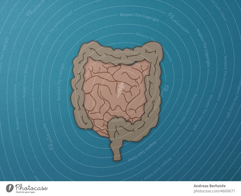 Intestinaltrakt als Papierillustration auf blauem Hintergrund Gesundheitswesen Konzept geschnitten wissenschaftlich komplex essen veranschaulichend Darm Organ