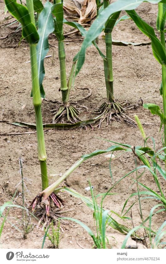 Ausgelaugt und Bloßgestellt. Maispflanzen mit Luftwurzeln. Monokultur und Bodenerosion. Maisfeld Stängel Wurzel Futterpflanze Landwirtschaft Nutzpflanze Pflanze