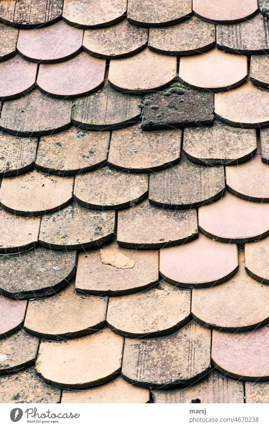Biberschwanzziegel in verschiedenen antiken und modernen Ausführungen. alt Dach anders Haus eigenwillig geschützt rustikal Schutzschicht verwittert Patina
