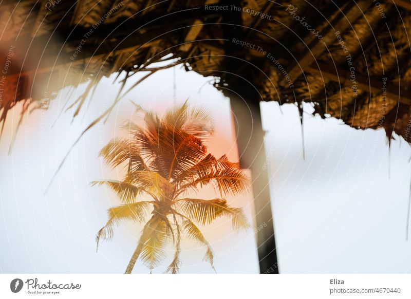 Bunt gefärbte Palme in den Tropen bunt tropisch exotisch Ferien & Urlaub & Reisen Natur Dach Sommer Urlaubsstimmung