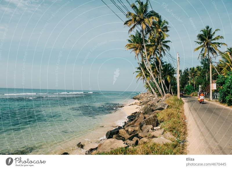 Palmen, Meer und Strand neben einer Küstenstraße. Tropenparadies. Ferien & Urlaub & Reisen Sandstrand tropisch Himmel blau Paradies leer exotisch Landschaft