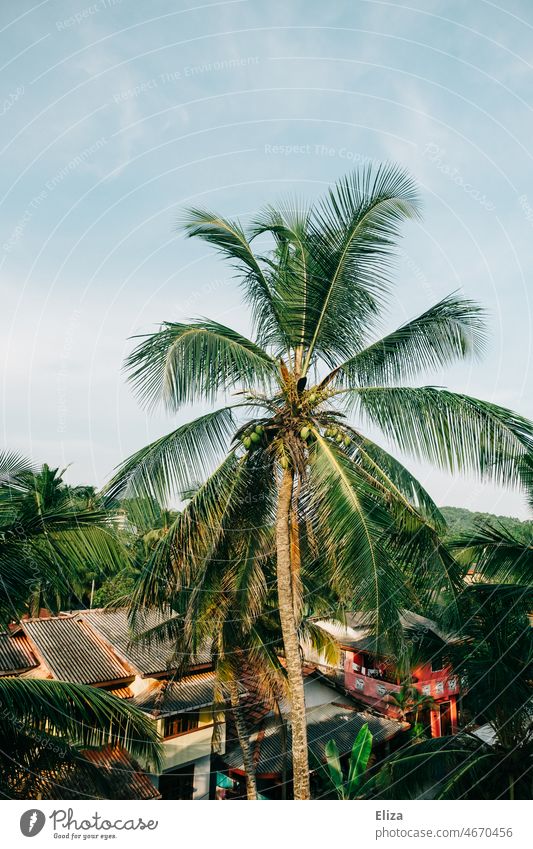 Palme in Asien Tropen Urlaub Komosnusspalme Kokospalme exotisch tropisch Dorf Sonnenschein Ferien & Urlaub & Reisen Pflanze