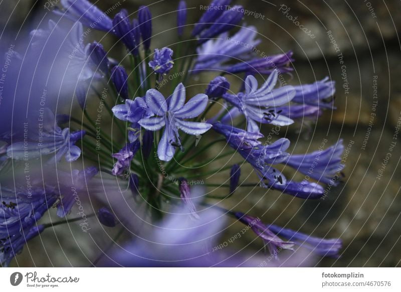 blaue Blume Blüte Blühend Pflanze Nahaufnahme Unschärfe violett Schwache Tiefenschärfe Detailaufnahme Außenaufnahme Natur Garten Gartenblume schön