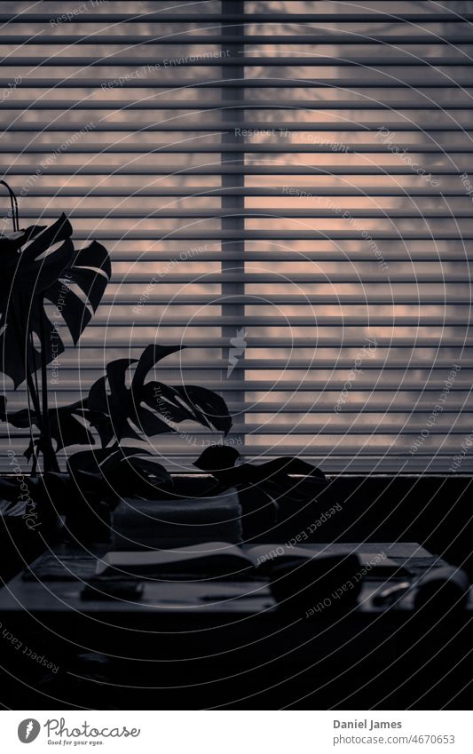 Im Dunkeln, beim Blick aus dem Fenster... Jalousien Pflanze Fensterblätter dunkel geschützte Tisch Buch offenes Buch verstellte Sicht Duoton lesen Covid-Sperre