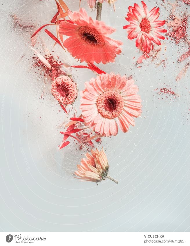 Fliegende rosa Gerbera-Blüten mit Wassertropfen auf weißem Hintergrund. fliegen weißer Hintergrund Levitation Konzept schön Margeriten Vorderansicht gefallen