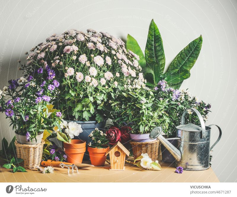 Gartenkonzept mit Topfblumen, Werkzeugen, Vogelhäuschen aus Holz und Gießkanne Gartenarbeit Konzept eingetopft wenig hölzern Vogelhaus Tisch Wand Hintergrund