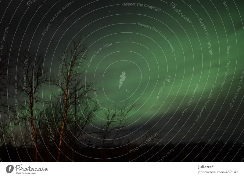 Polarlicht in Norwegen Natur Landschaft Himmel Nachthimmel Stern Winter Schönes Wetter Nordlicht Baum Sträucher fantastisch grün schwarz Polarkreis schön