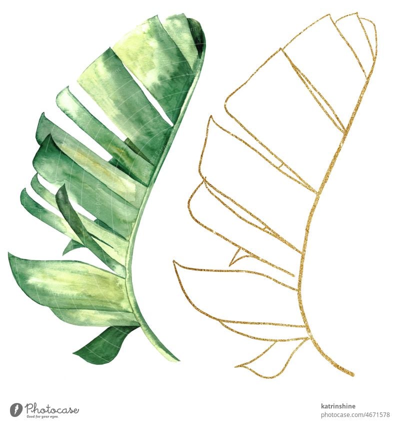 Grüne und goldene Aquarell tropische Bananenblätter Illustration botanisch Dekoration & Verzierung exotisch Laubwerk handgezeichnet vereinzelt Ornament Umrisse