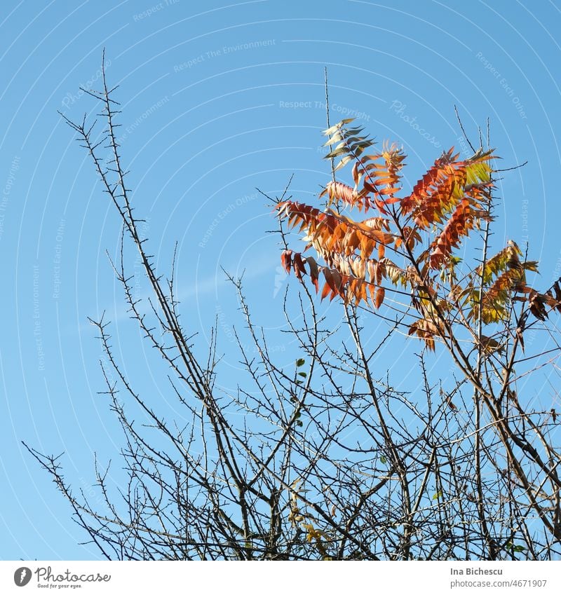 Ein Essigbaum Zweig mit rötliche, orangene und gelben Blätter zwischen stachelige trockene Zweige. essigbaum Rhus typhina Pflanze Außenaufnahme Wind Baum Herbst