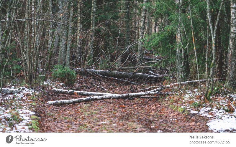 Wald nach starkem Wind, umgestürzte Bäume auf Waldweg, Schneeschmelze, Vorfrühling Lettland Baum Birke Kiefer Fichte Weg gefallen gebrochen Unwetter