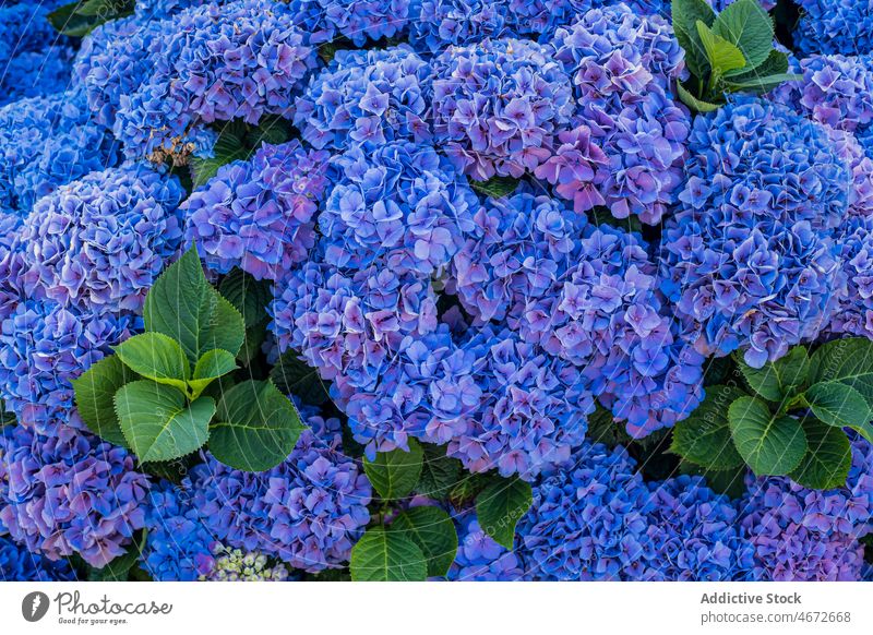 Busch mit blauen Hortensienblüten Blume Buchse Garten Flora Blütezeit Pflanze Gartenbau kultivieren Sommer Botanik Wachstum Überfluss geblümt wachsen farbenfroh