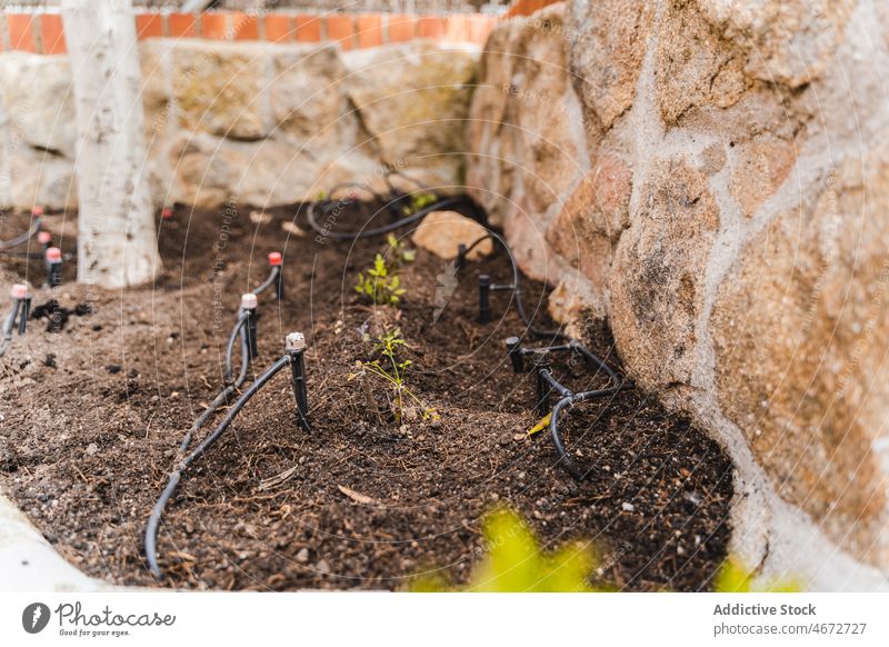 Gepflanzte Sprossen in der Nähe der Steinmauer sprießen Pflanze Boden Sprinkleranlage kultivieren Sommer wachsen Aussaat Ackerbau vegetieren Straße automatisch