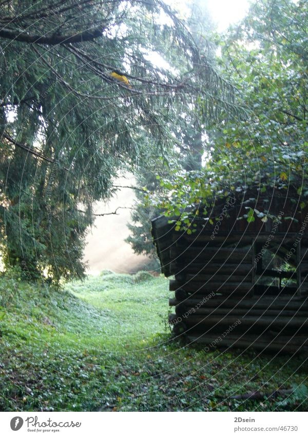 Hütte im Wald mystisch Licht grün Natur forest
