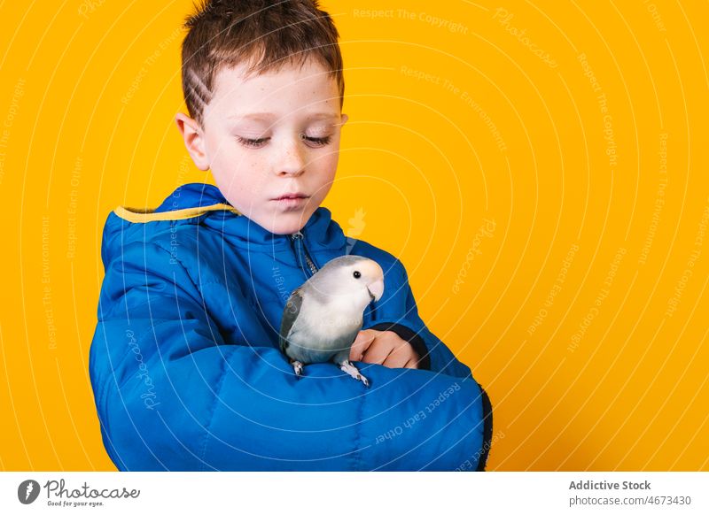 Junge in Oberbekleidung mit Papagei Liebesvogel Besitzer Haustier loyal Arme Kind farbenfroh hell Vogel Kindheit Regenmantel Kapuze bezaubernd lässig